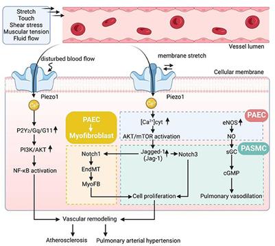 Piezo1 in vascular remodeling of atherosclerosis and pulmonary arterial hypertension: A potential therapeutic target